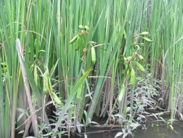 IMG 3408 (Iris Seed Pods)